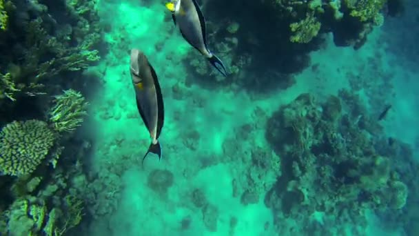 Underwater sea life with sun shining — Stock Video