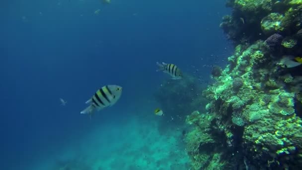 Vie marine depuis la vue sous-marine — Video
