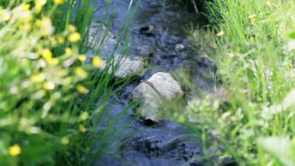 Water stream in spring — Stock Video