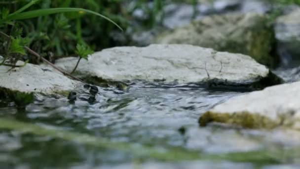 Γρασίδι και τους βράχους σε ροή νερού — Αρχείο Βίντεο