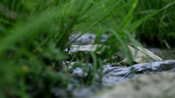 Bajo ángulo cerca de la hierba y las rocas en el arroyo de agua — Vídeo de stock