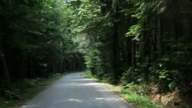 Yeşil orman yoluyla yolda seyahat