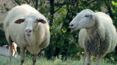 iki koyun zevk mera üzerinde günbatımında bakan iken