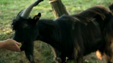 keçinin mera üzerinde kapat