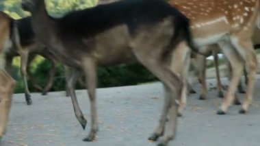 sokakta besleme geyik kapat