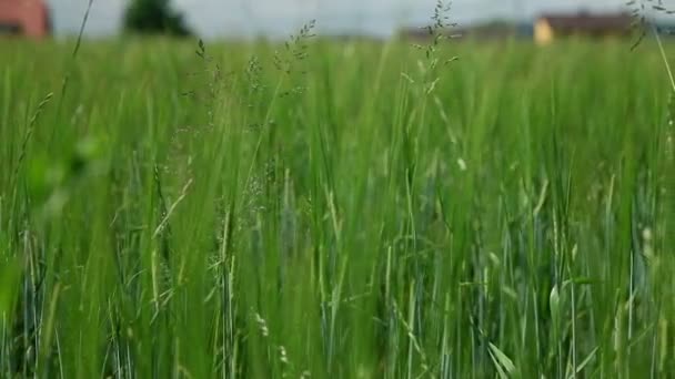 Cerca de la hierba verde en el día — Vídeos de Stock