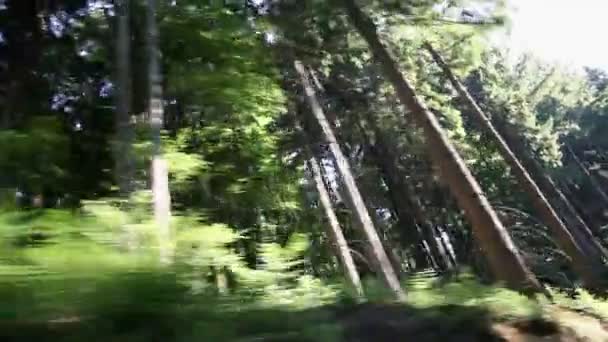 Conduciendo a través del bosque con árboles altos — Vídeos de Stock