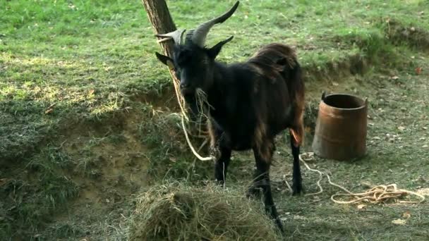 Средний выстрел черной козы на пастбище — стоковое видео