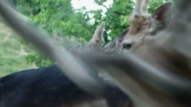 Gros plan sur un groupe de cerfs qui regardent autour — Video