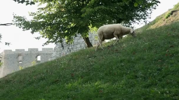 Schapen blik op de Wei — Stockvideo