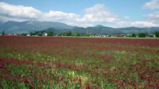 Conducir a través del campo de rosas rojas — Vídeo de stock