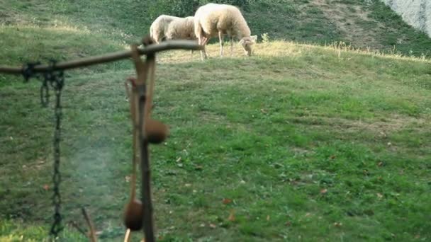 Ovelhas pastam ao redor do acampamento — Vídeo de Stock