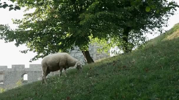 Pecora pascolare su una collina verde al tramonto — Video Stock