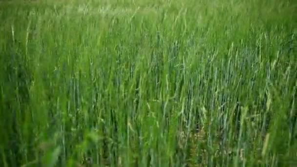 아름 다운 그라데이션에 키 큰 녹색 잔디 — 비디오