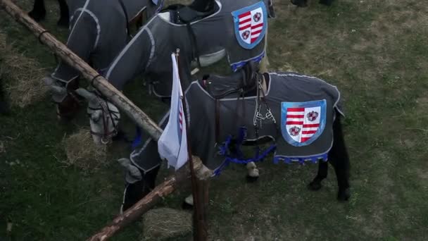 Knight's horses in horse stable feeding with dried grass — Stock Video