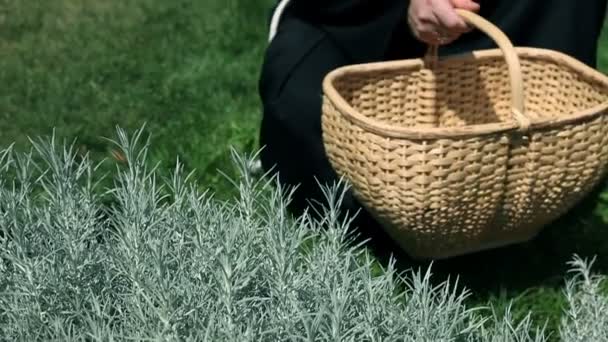 Zamknąć na mnicha, zbierając zioła w ogrodzie — Wideo stockowe