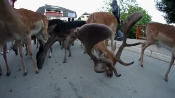 Groep van herten voeden met landelijke stad straat — Stockvideo