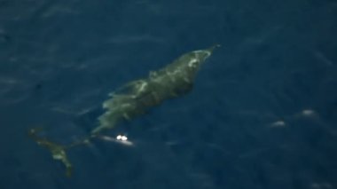 Yunuslarla yüzüyor yüzeye