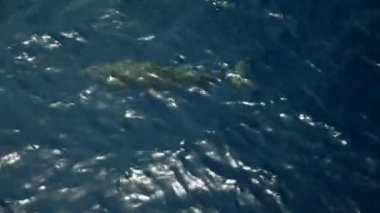 Denizde yüzme yunus