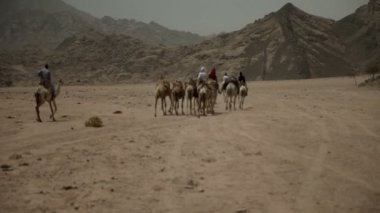 bir grup insan bir yürüyüş deve ile devam