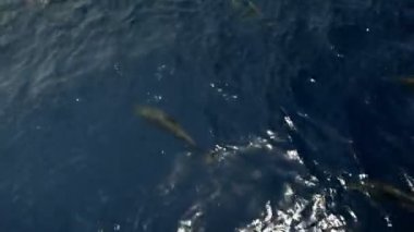 tam deniz çevresinde Yüzme yunuslar