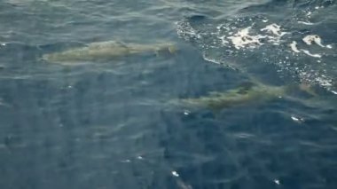 dolphines grup atlamak deniz yüzeyine