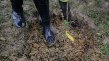 Ahududu çok ıslak bir gün dikim