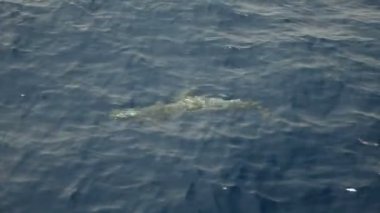 Deniz altında Yüzme yunuslar