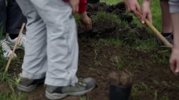 Kids gathering soil around fresh planted blueberry plant — Stock Video