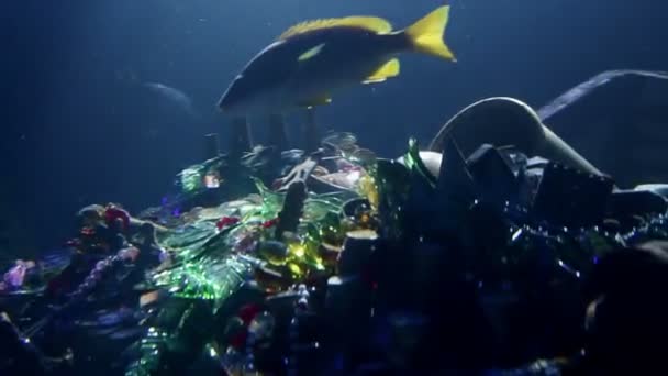 Zblízka na ryby a pokladů v moři — Stock video