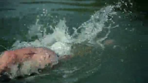 Close up on swimmer in lake rowing — Stock Video