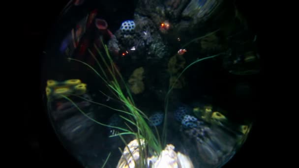 预测未来的水晶球的鱼 — 图库视频影像