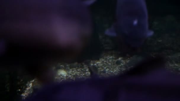 Riesenfische schwimmen herum — Stockvideo