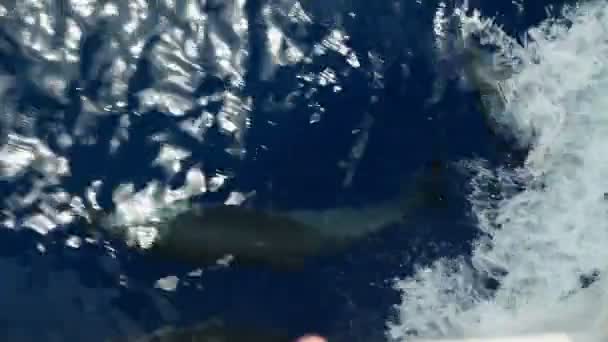 Bateau naviguant sur les dauphins — Video