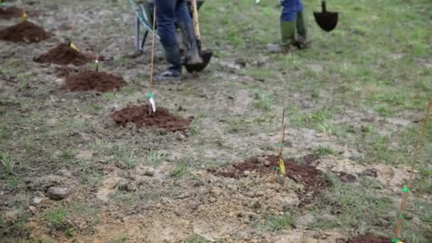 Gente plantando una plantación de frambuesas — Vídeo de stock