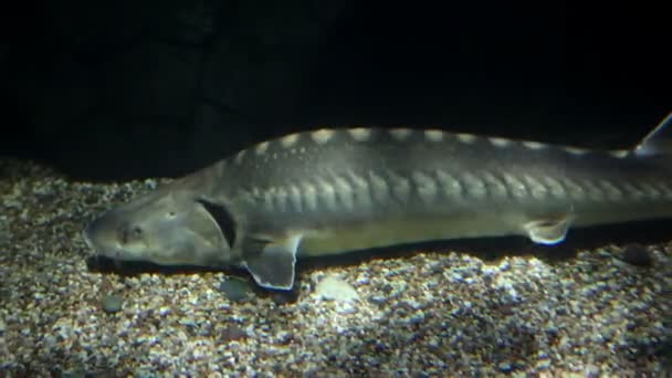 Grandes peces descansando en el fondo del acuario — Vídeo de stock