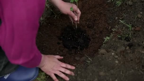 Mujer añade tierra diferente a los arándanos frescos plantados — Vídeo de stock