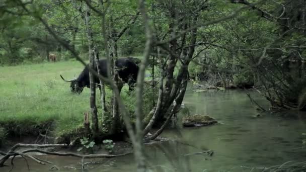 Μεγάλο μαύρο ταύρο βόσκηση σε βοσκότοπους από ένα ποτάμι — Αρχείο Βίντεο