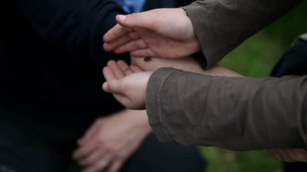 Erfassung eines roten Käfers auf der Hand — Stockvideo