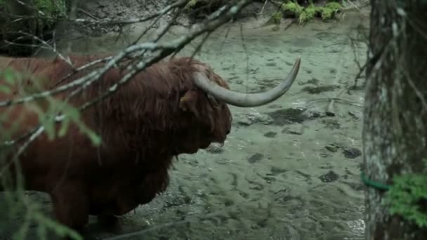 Närbild på en tjur som är uppfriskande i kalla floden — Stockvideo