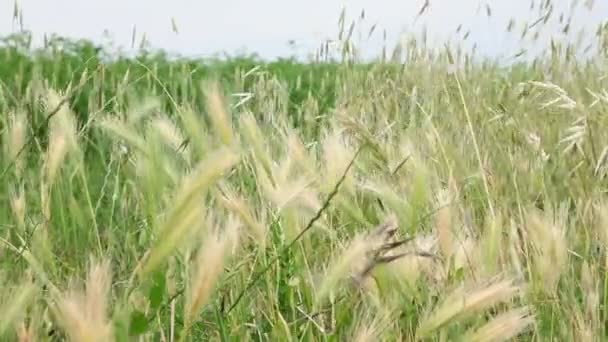 小麦在有风的天气 — 图库视频影像