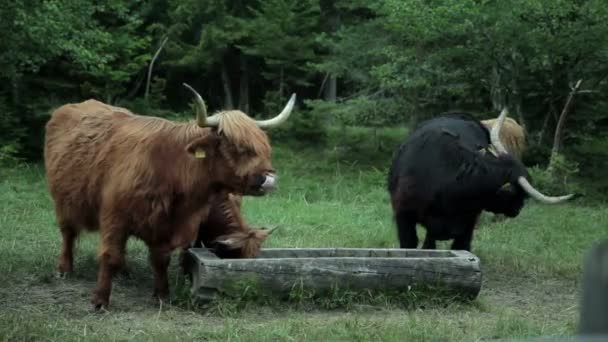 Primer plano del grupo de animales de toro que pastan en los pastos — Vídeo de stock