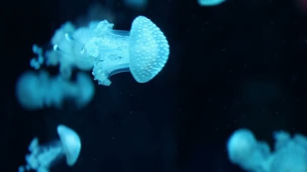 Cerca de pequeñas medusas brillantes — Vídeo de stock