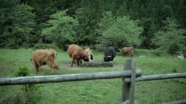 Grupp bull djur betar på betesmark — Stockvideo