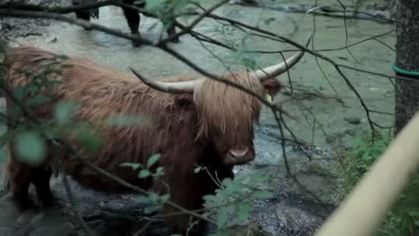 Grand taureau brun profitant du refroidissement dans la rivière fraîche — Video