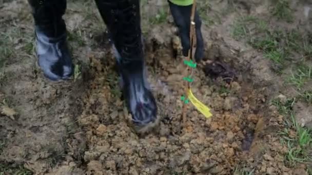 Himbeeren pflanzen an einem sehr nassen Tag — Stockvideo