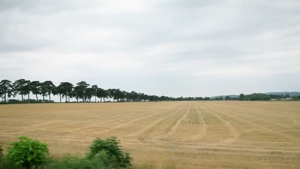 Mit großem Weizenfeld durch die Landschaft fahren — Stockvideo