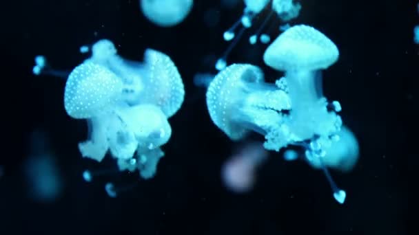 美丽的水母在海中游泳 — 图库视频影像
