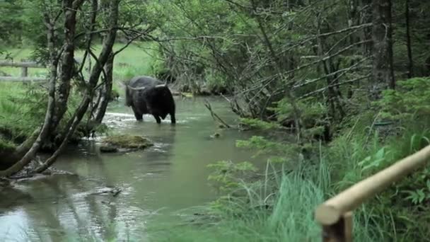 Бык, идущий по маленькой реке — стоковое видео