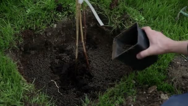 Přidání speciální směsi půdy pro pěstování borůvek na zahradě — Stock video